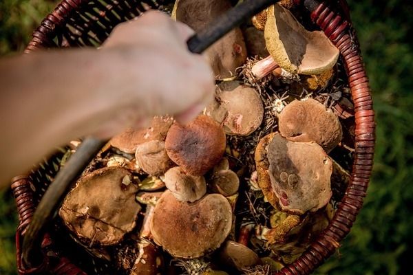 Первые блюда — как быстро приготовить вкусный грибной суп