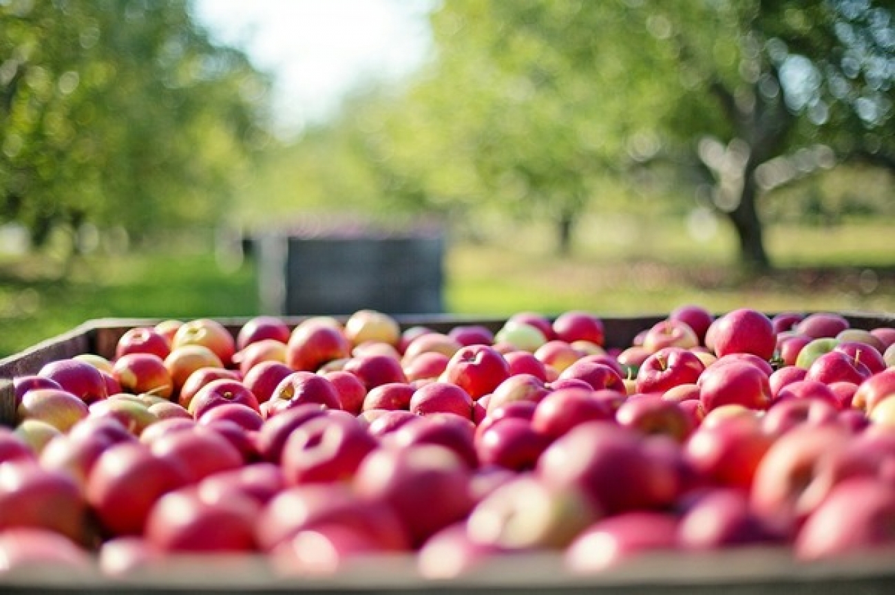 Яблучний Спас 2019 – смачні рецепти пирогів з яблуками