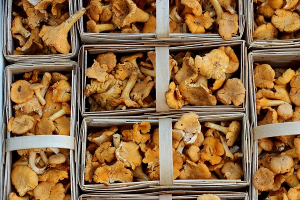 Что приготовить из лисичек — вкусные грибные рецепты