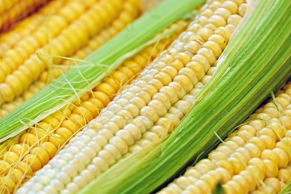 Що приготувати з кукурудзи – рецепти і секрети