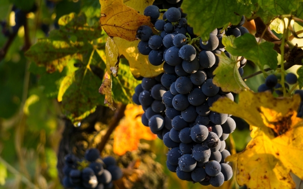 Що приготувати з виноградом — оригінальні та смачні страви